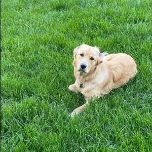 Meet your Posher, Remi